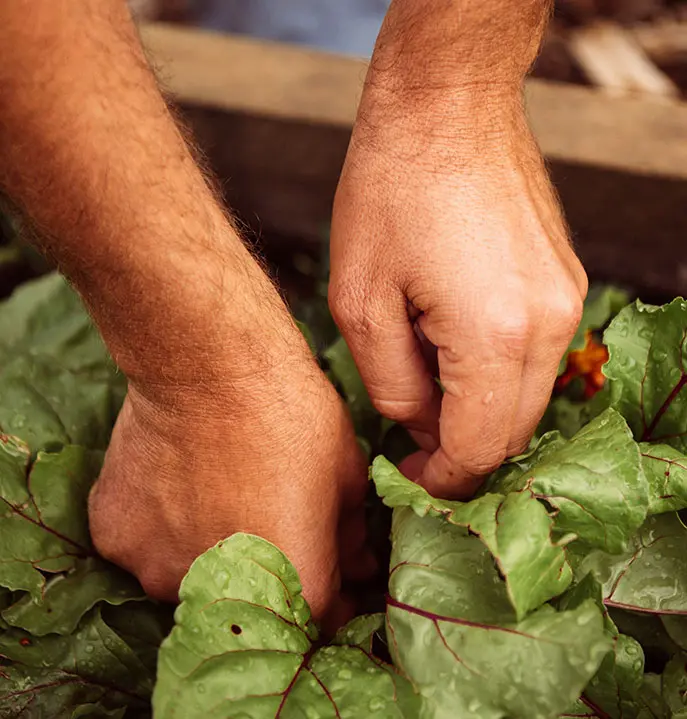 Burradoo Park Farm Regenerative Farm School Bowral Southern Highlands Stephanie Alexander Kitchen Garden